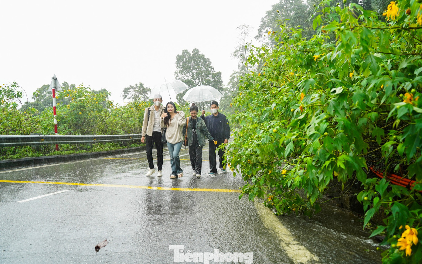 Bạn trẻ vượt 100 km lên Ba Vì chụp hoa dã quỳ trong mưa rét- Ảnh 13.