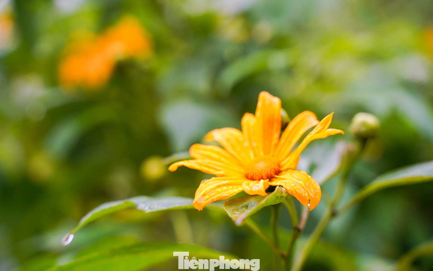 Bạn trẻ vượt 100 km lên Ba Vì chụp hoa dã quỳ trong mưa rét- Ảnh 7.