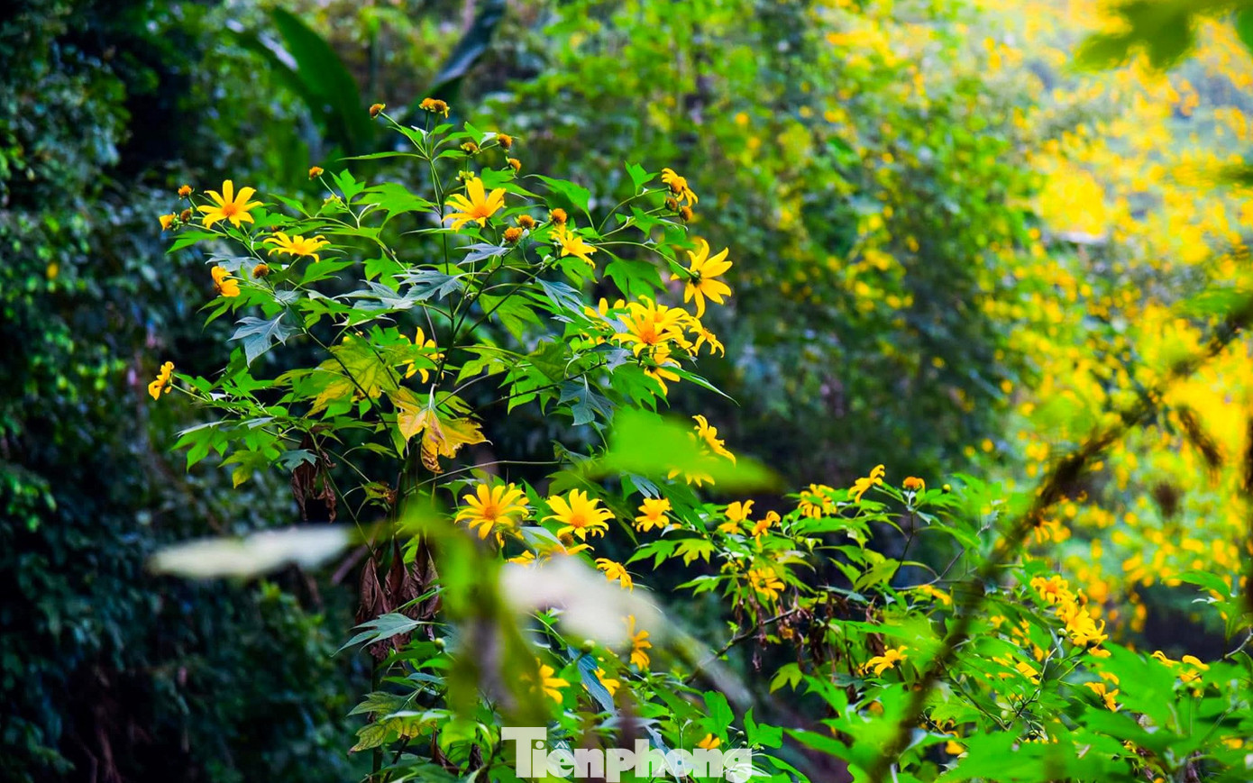 Bạn trẻ vượt 100 km lên Ba Vì chụp hoa dã quỳ trong mưa rét- Ảnh 5.