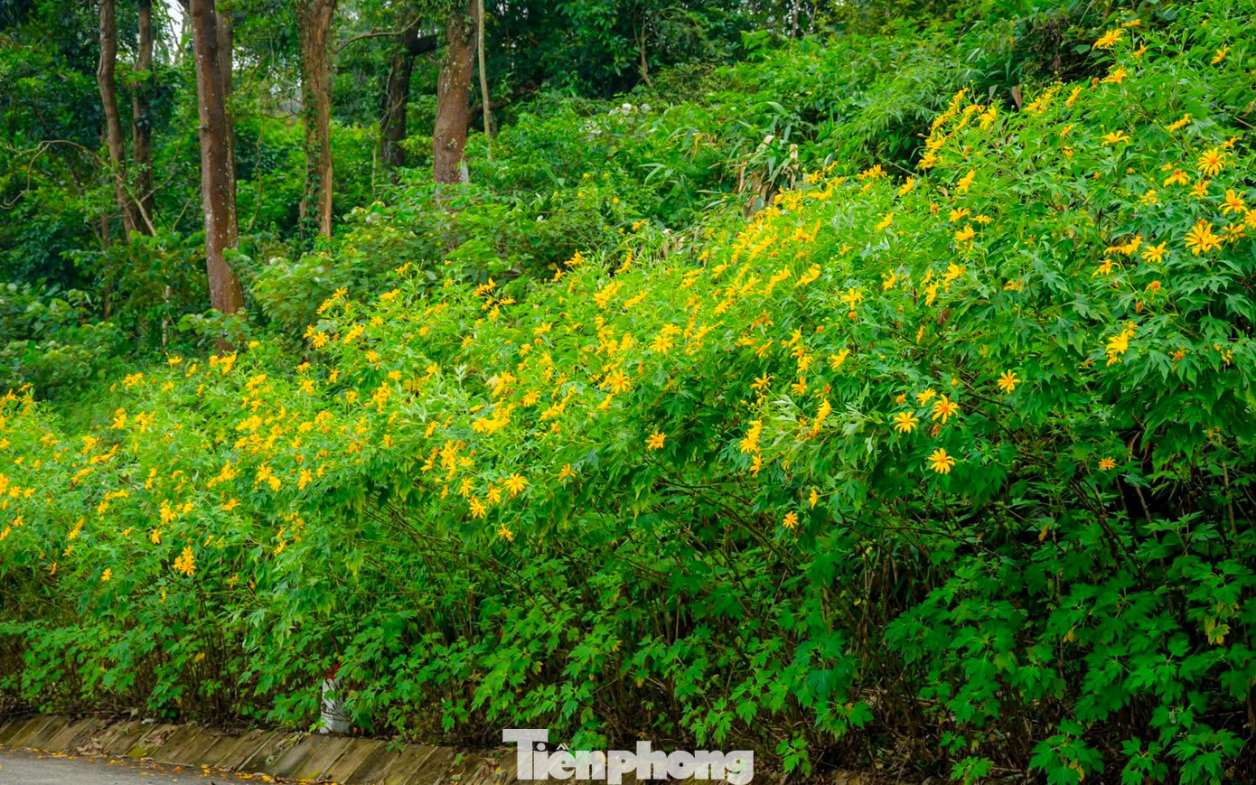 Bạn trẻ vượt 100 km lên Ba Vì chụp hoa dã quỳ trong mưa rét- Ảnh 6.
