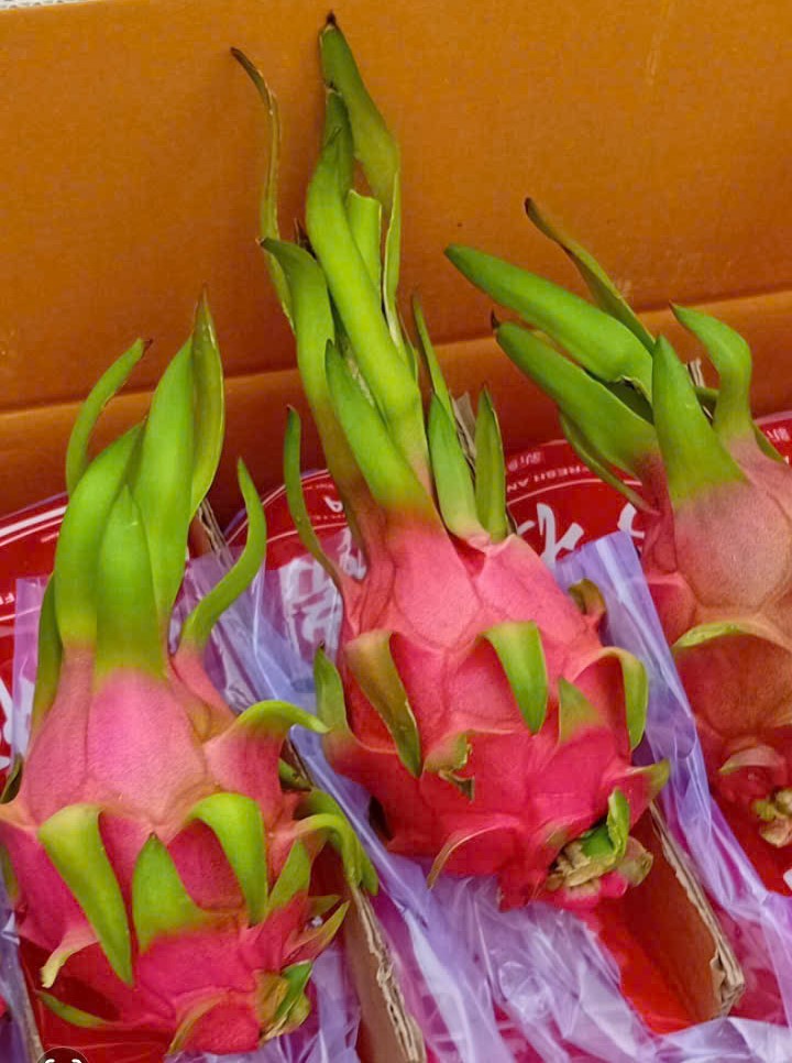 Nhiều tài xế container tố bị “bẫy” khi chở thanh long sang cửa khẩu- Ảnh 2. Nhiều tài xế container tố bị “bẫy” khi chở thanh long sang cửa khẩu- Ảnh 2.