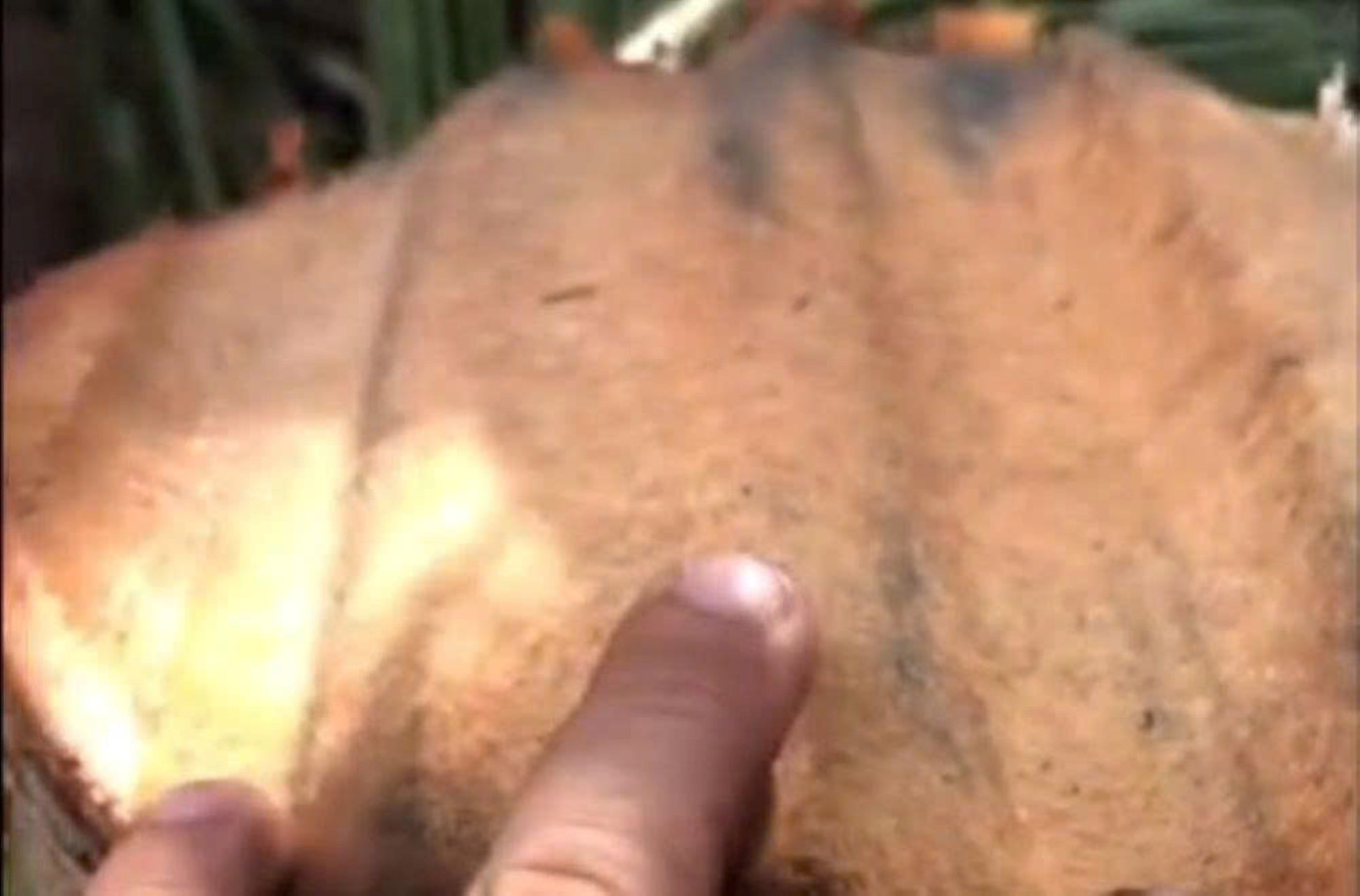 Thực hư clip 6 triệu view ‘tôn bay cắt đứt cây dừa’- Ảnh 1.