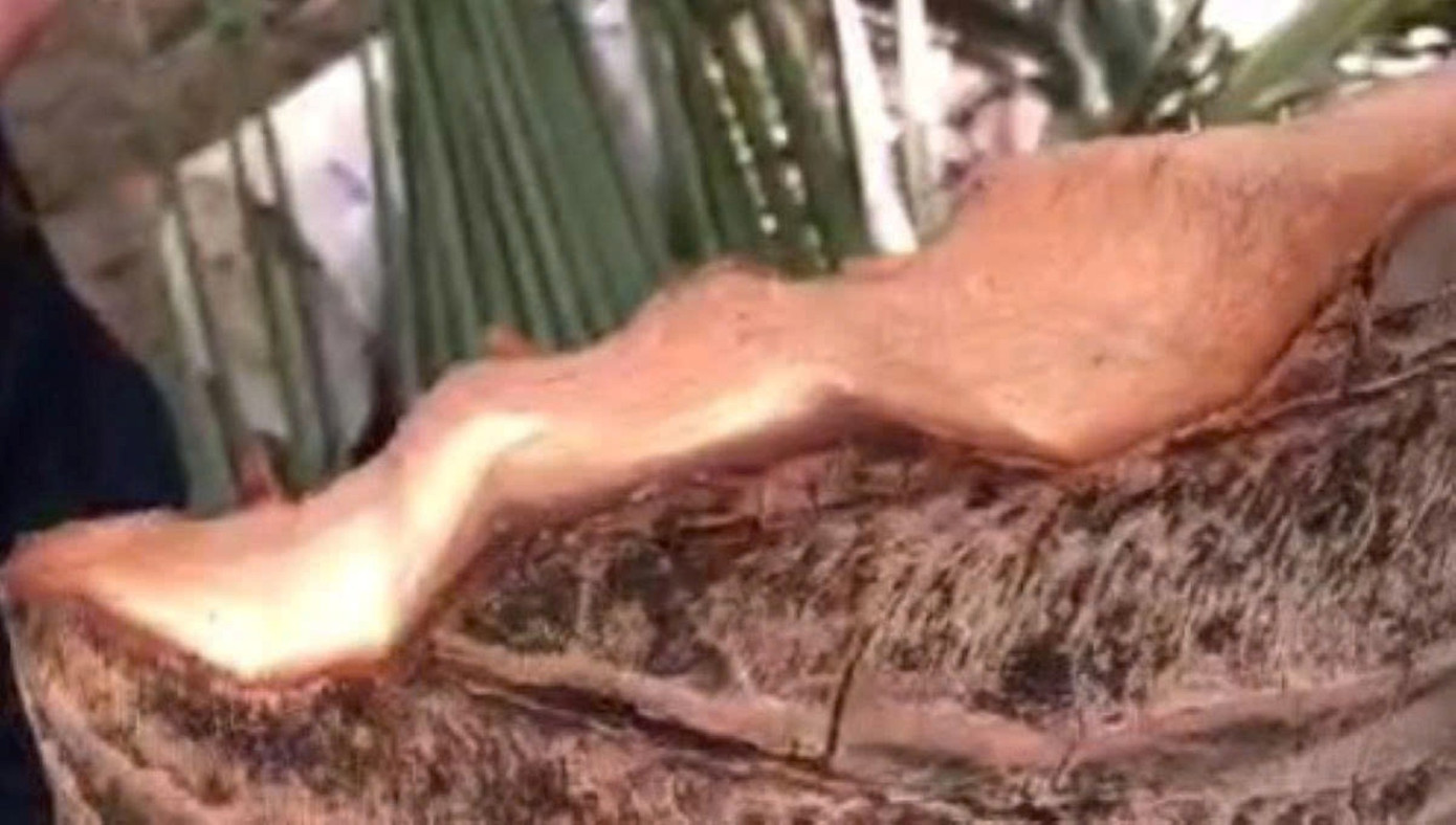 Thực hư clip 6 triệu view ‘tôn bay cắt đứt cây dừa’- Ảnh 2.