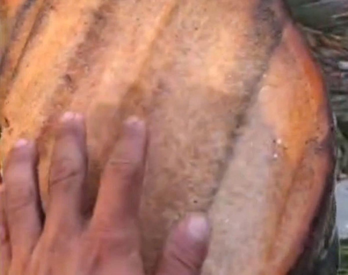 Thực hư clip 6 triệu view ‘tôn bay cắt đứt cây dừa’- Ảnh 4.