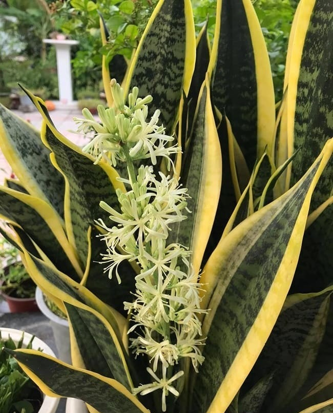 6 cây khiến rắn sợ đến mức tránh xa- Ảnh 6.