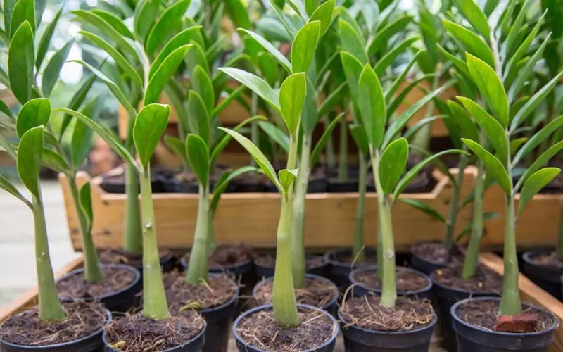 3 niềm vui, 4 nỗi sợ của cây kim tiền- Ảnh 3.