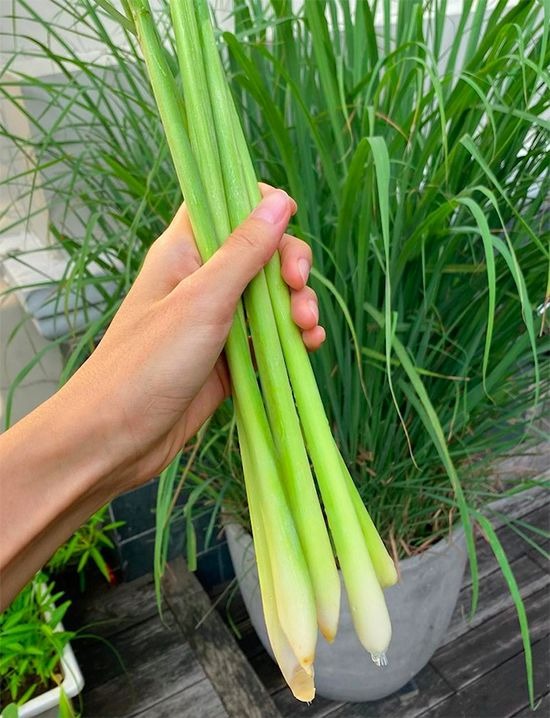 6 cây khiến rắn sợ đến mức tránh xa- Ảnh 1.