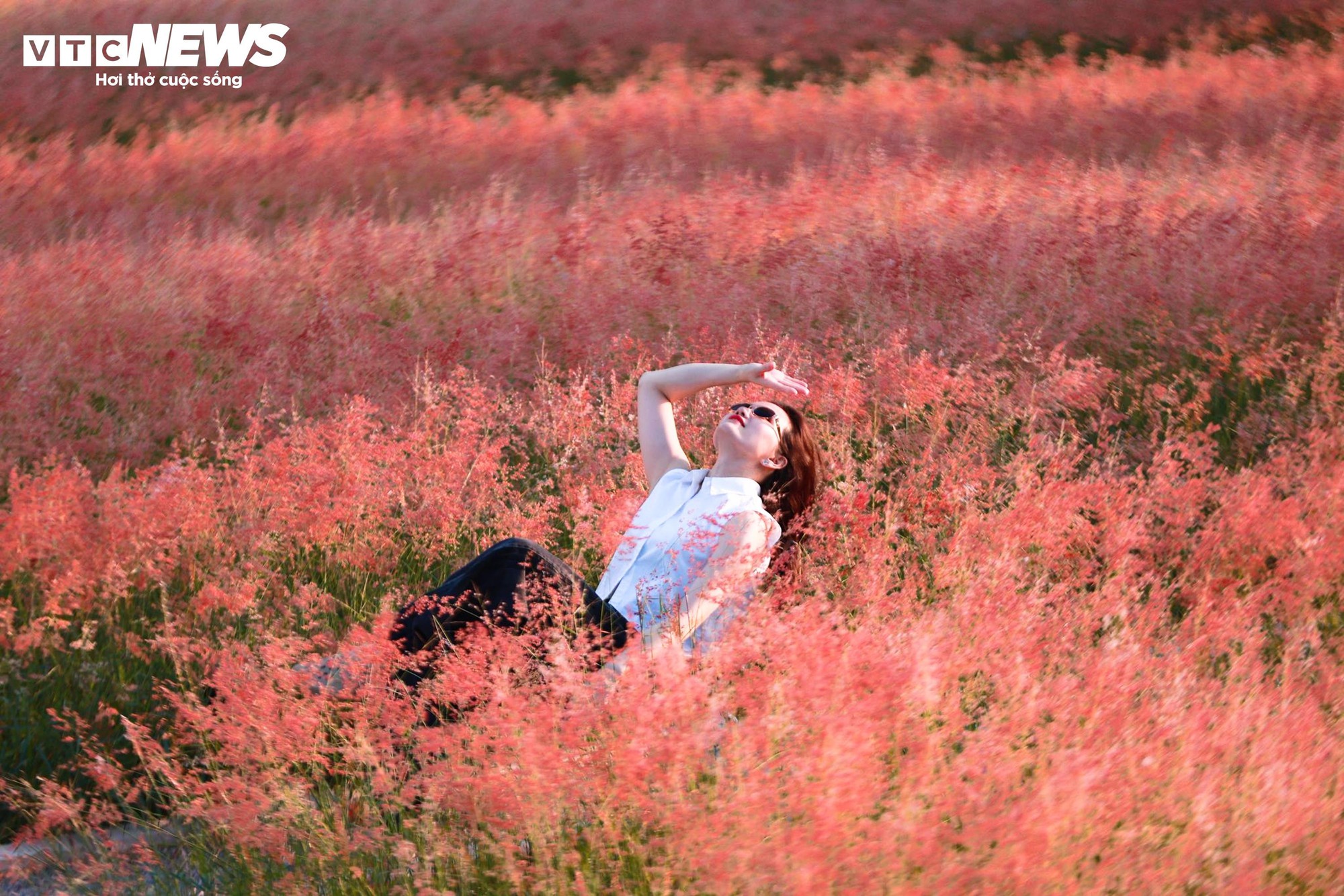 Đồi cỏ hồng như phim Hàn giữa cao nguyên Mộc Châu- Ảnh 2.