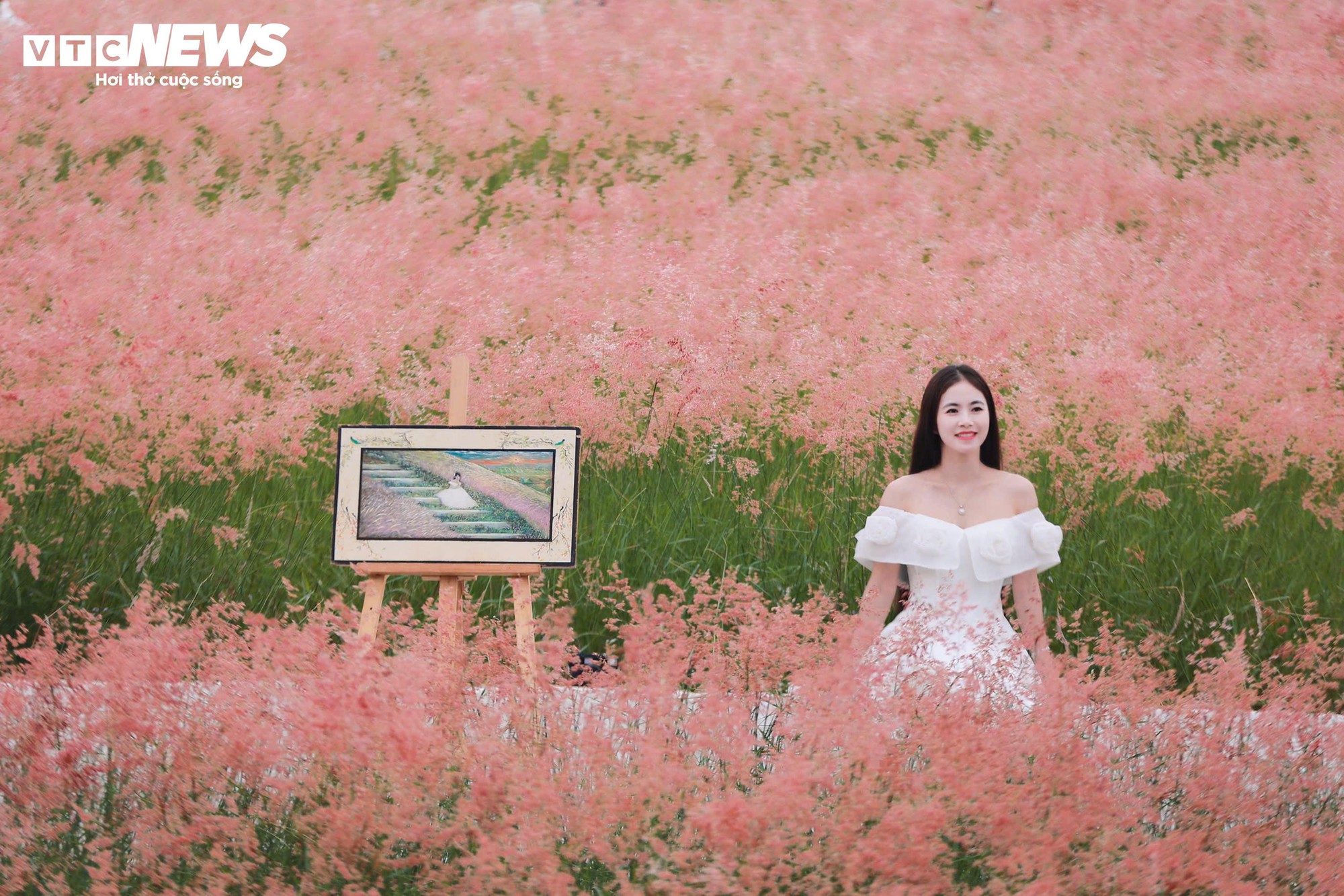 Đồi cỏ hồng như phim Hàn giữa cao nguyên Mộc Châu- Ảnh 1.