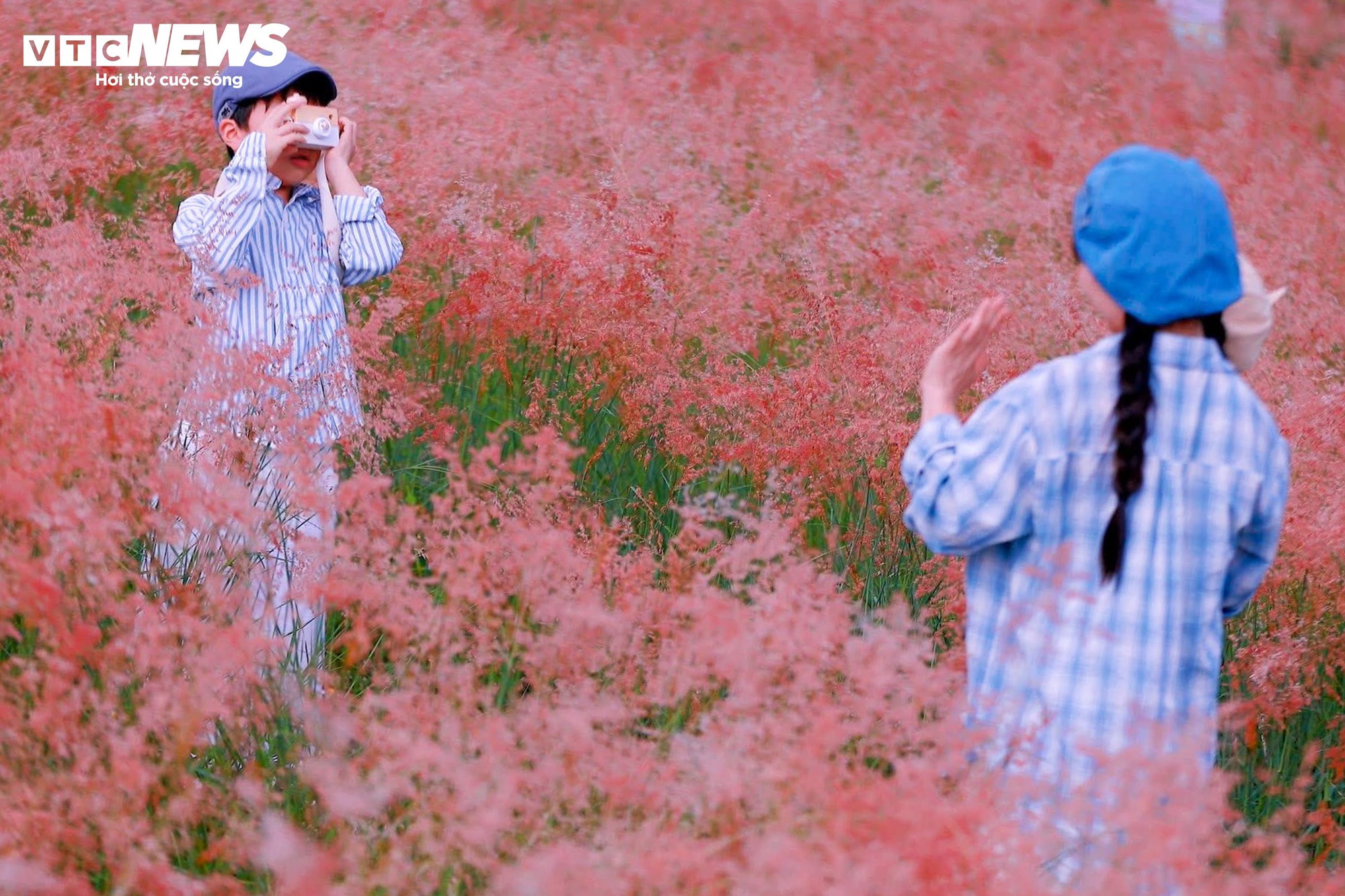 Đồi cỏ hồng như phim Hàn giữa cao nguyên Mộc Châu- Ảnh 4.