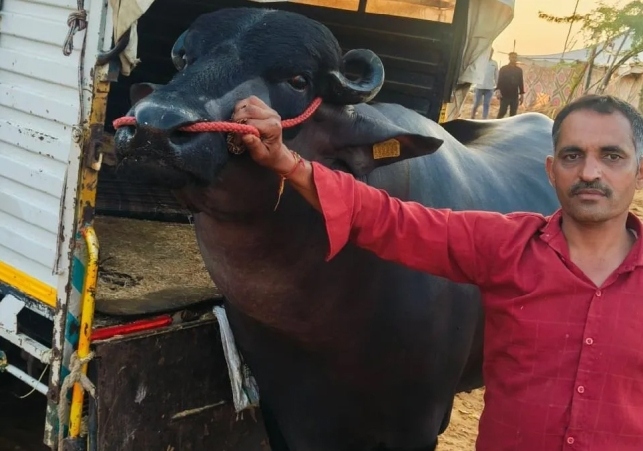 Con trâu màu đen khổng lồ có giá gần 62 tỷ đồng- Ảnh 1.