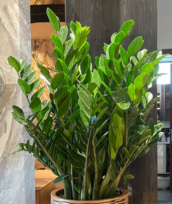 3 niềm vui, 4 nỗi sợ của cây kim tiền- Ảnh 1.