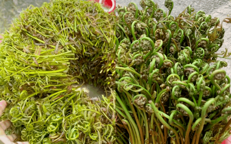 Loại rau được người miền Tây coi như "thần dược", vừa "bén mồi" vừa tốt cho sức khỏe- Ảnh 1.