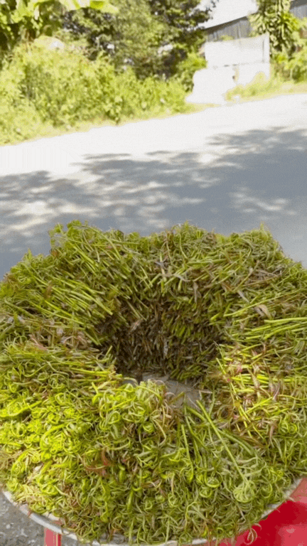 Loại rau được người miền Tây coi như "thần dược", vừa "bén mồi" vừa tốt cho sức khỏe- Ảnh 2.