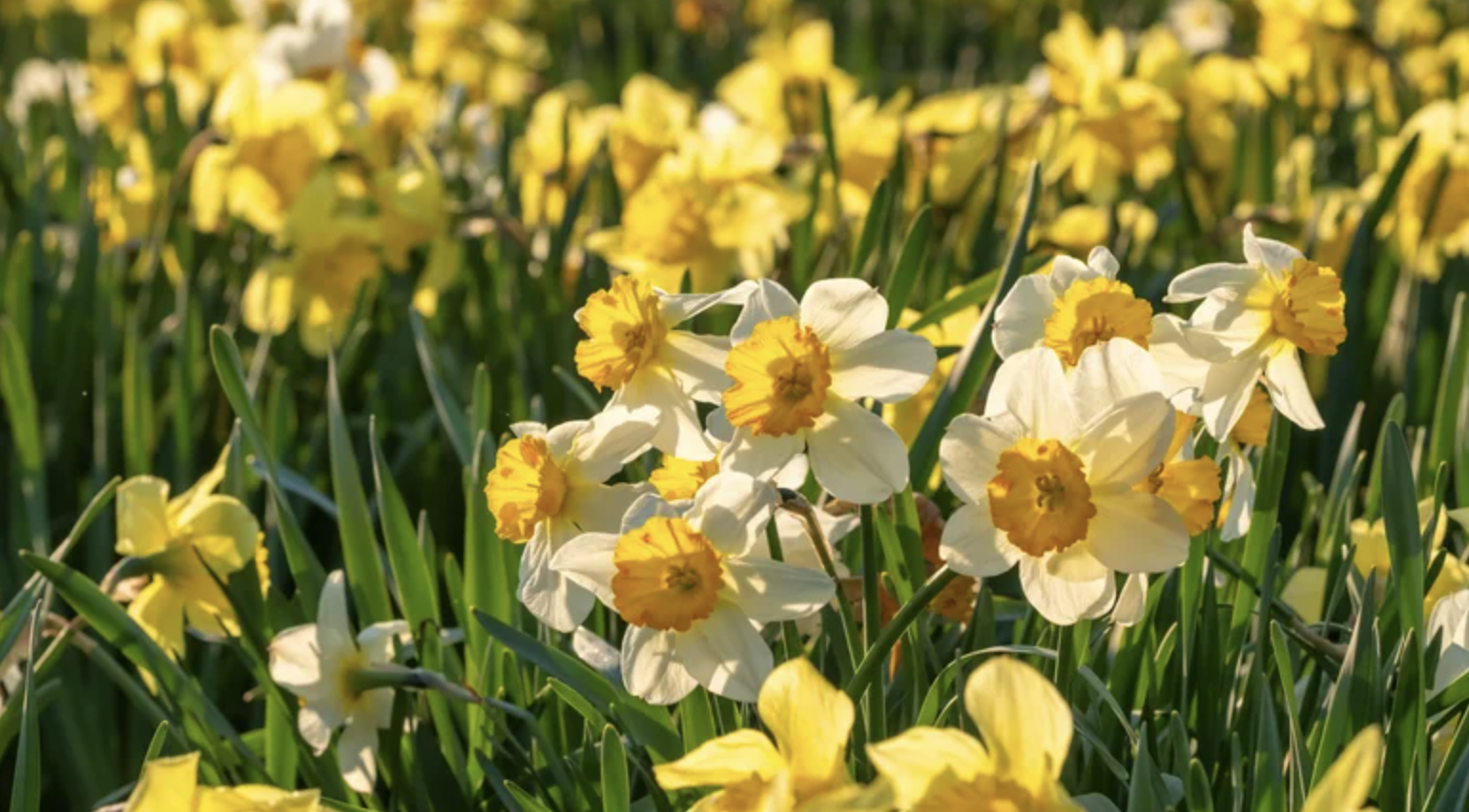 Loại cây vừa đẹp mắt vừa đuổi chuột cực tốt: Người Việt biết trồng từ trăm năm trước- Ảnh 2. Loại cây vừa đẹp mắt vừa đuổi chuột cực tốt: Người Việt biết trồng từ trăm năm trước- Ảnh 2.