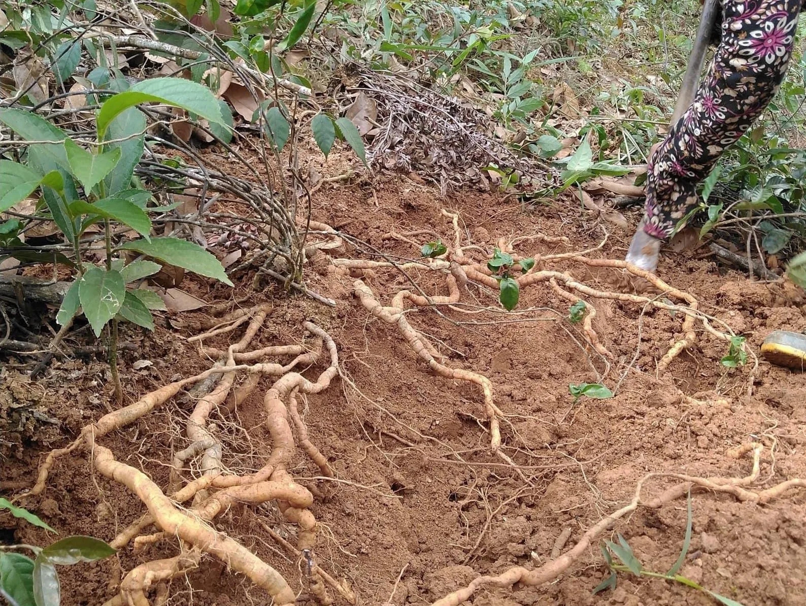 Trồng cây lấy củ được ví như "kho báu" dưới đất: Nông dân vùng núi Tam Đảo thu tiền tỷ mỗi năm- Ảnh 1. Trồng cây lấy củ được ví như "kho báu" dưới đất: Nông dân vùng núi Tam Đảo thu tiền tỷ mỗi năm- Ảnh 1.