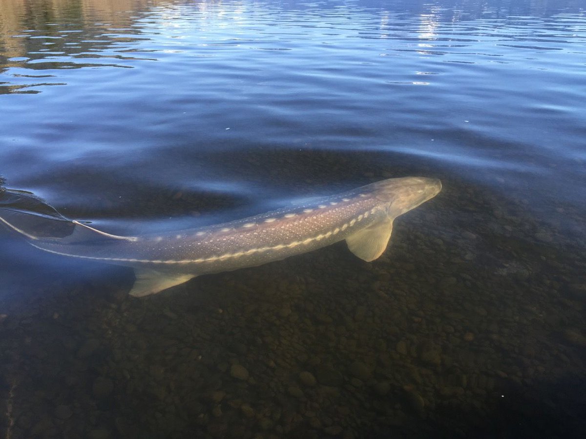 Gặp "thủy quái nước ngọt" dài hơn 6m, nặng gần 700kg: Cá thể hiếm đến mức cả thập kỷ mới thấy một lần- Ảnh 3. Gặp