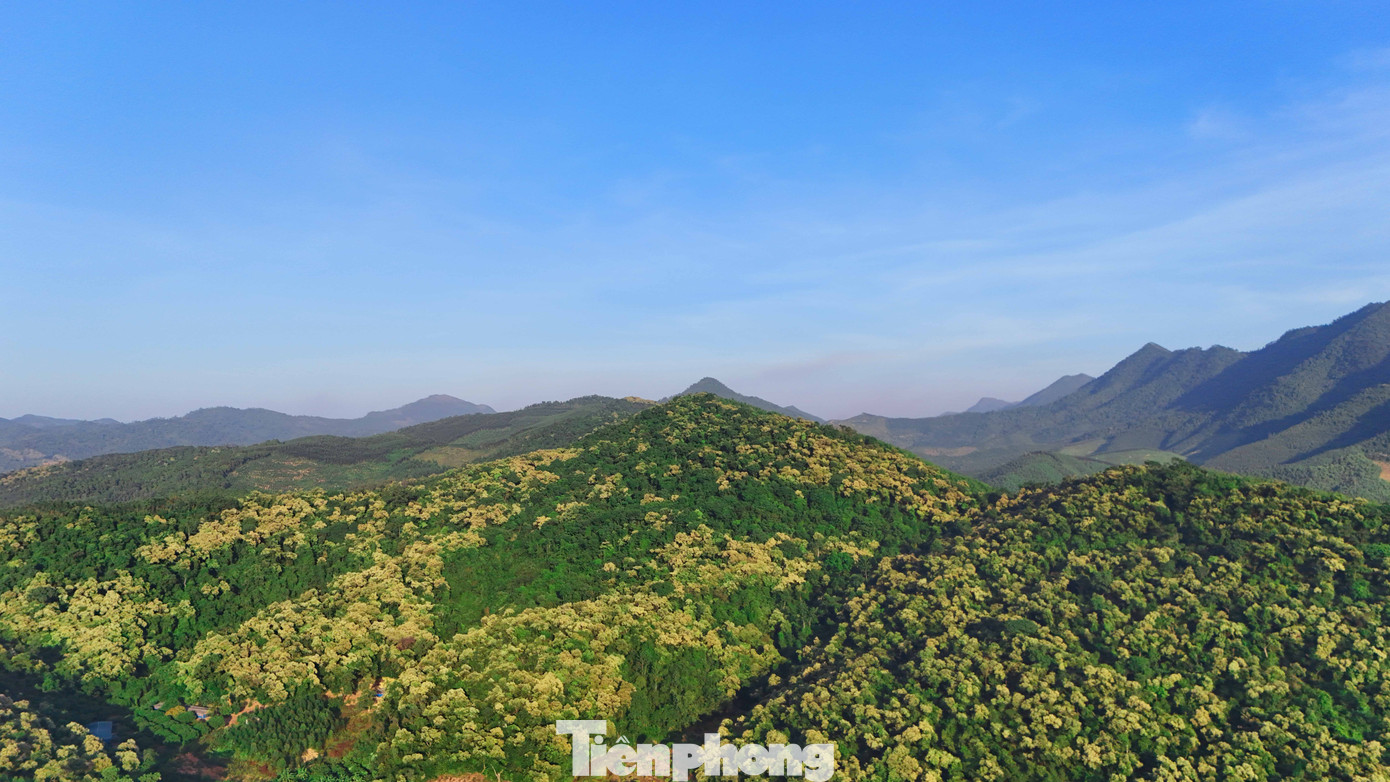 'Báu vật' của người Hải Phòng nở hoa trắng rừng- Ảnh 7.