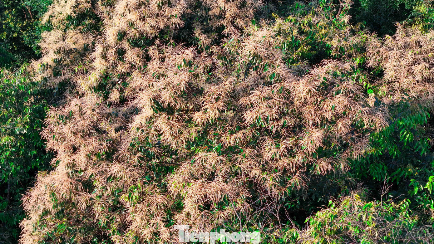 'Báu vật' của người Hải Phòng nở hoa trắng rừng- Ảnh 10.