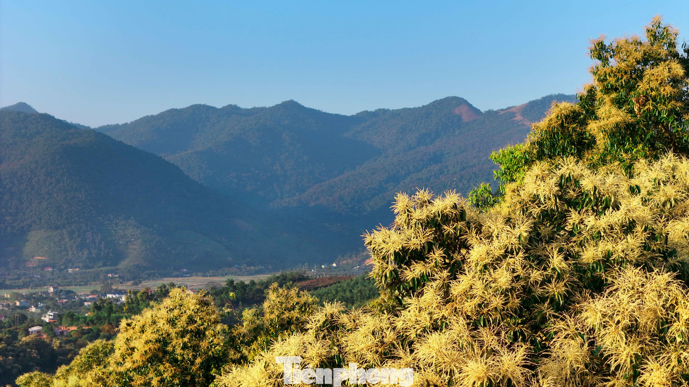 'Báu vật' của người Hải Phòng nở hoa trắng rừng- Ảnh 2.