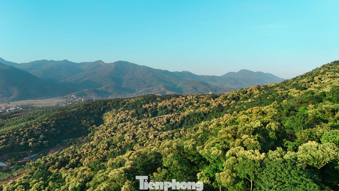 'Báu vật' của người Hải Phòng nở hoa trắng rừng- Ảnh 12.