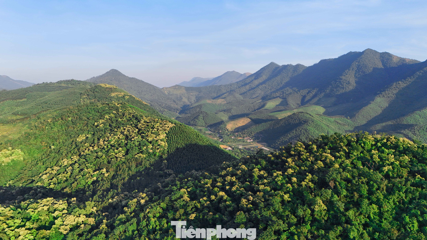 'Báu vật' của người Hải Phòng nở hoa trắng rừng- Ảnh 1.