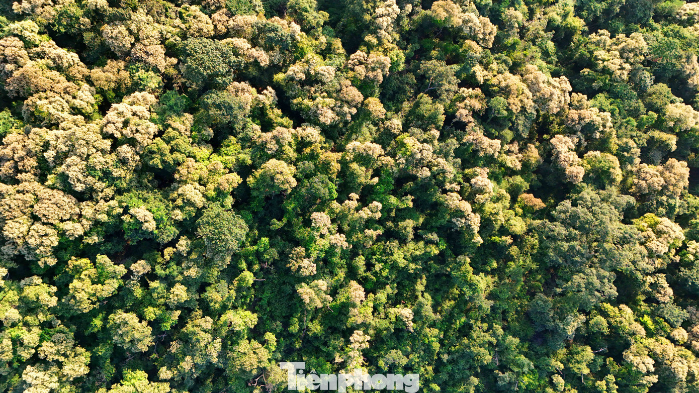 'Báu vật' của người Hải Phòng nở hoa trắng rừng- Ảnh 15.