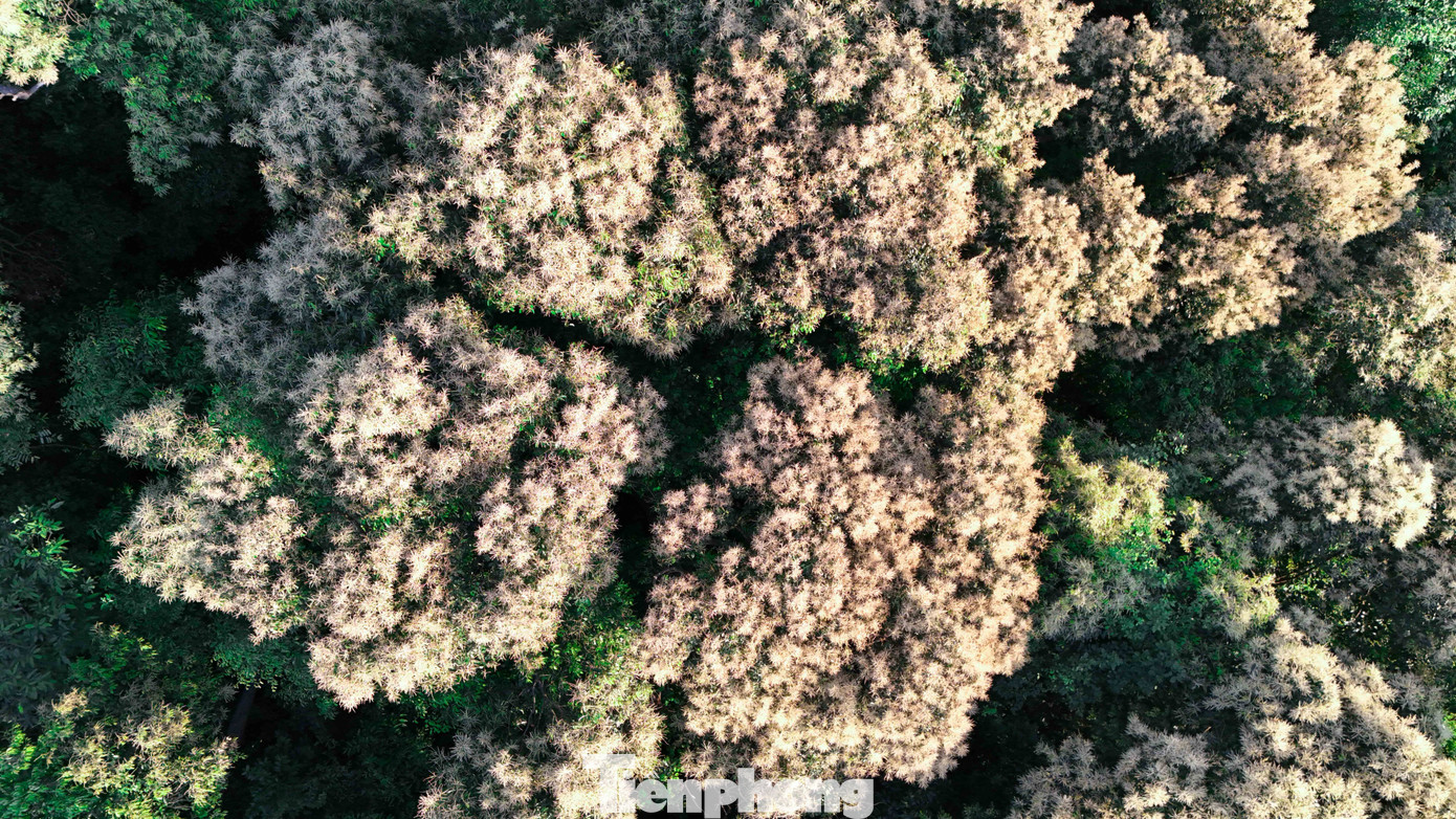 'Báu vật' của người Hải Phòng nở hoa trắng rừng- Ảnh 3.