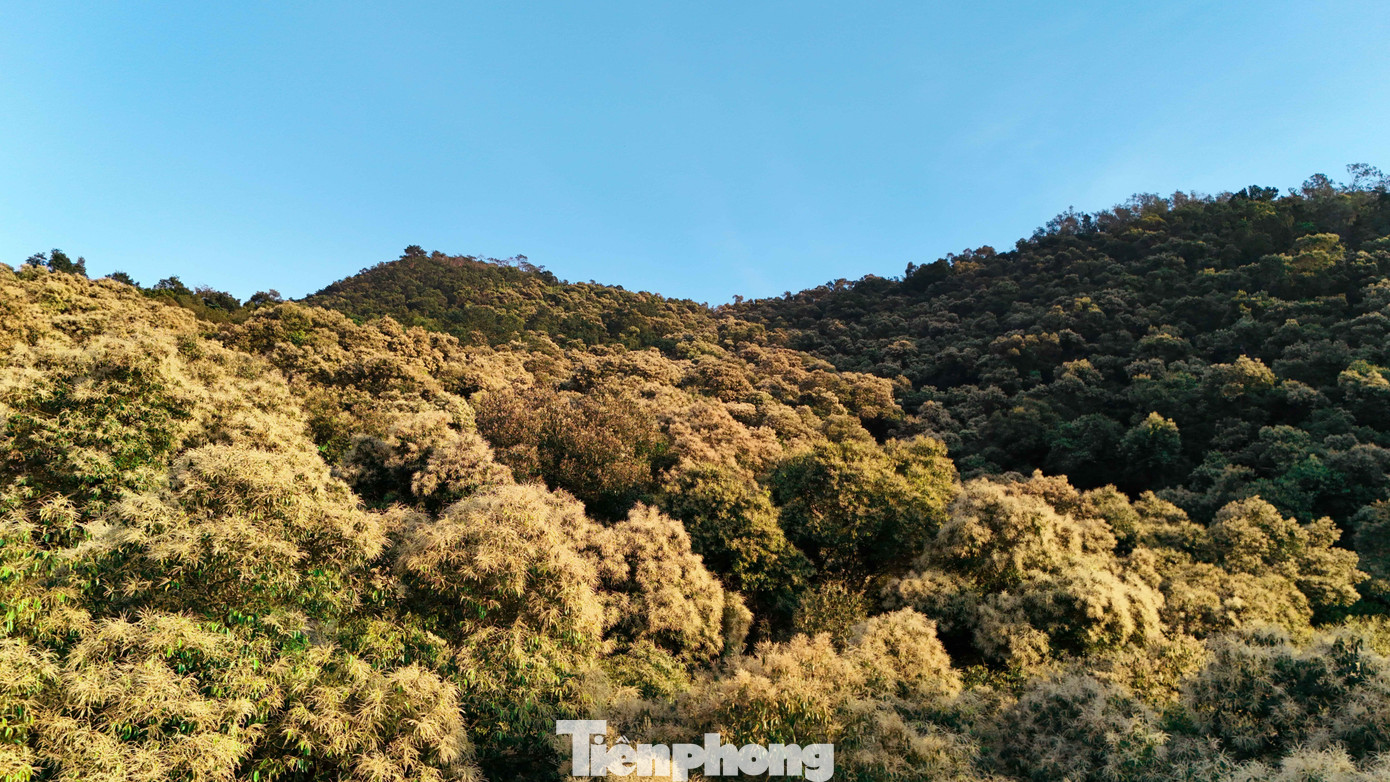 'Báu vật' của người Hải Phòng nở hoa trắng rừng- Ảnh 4.