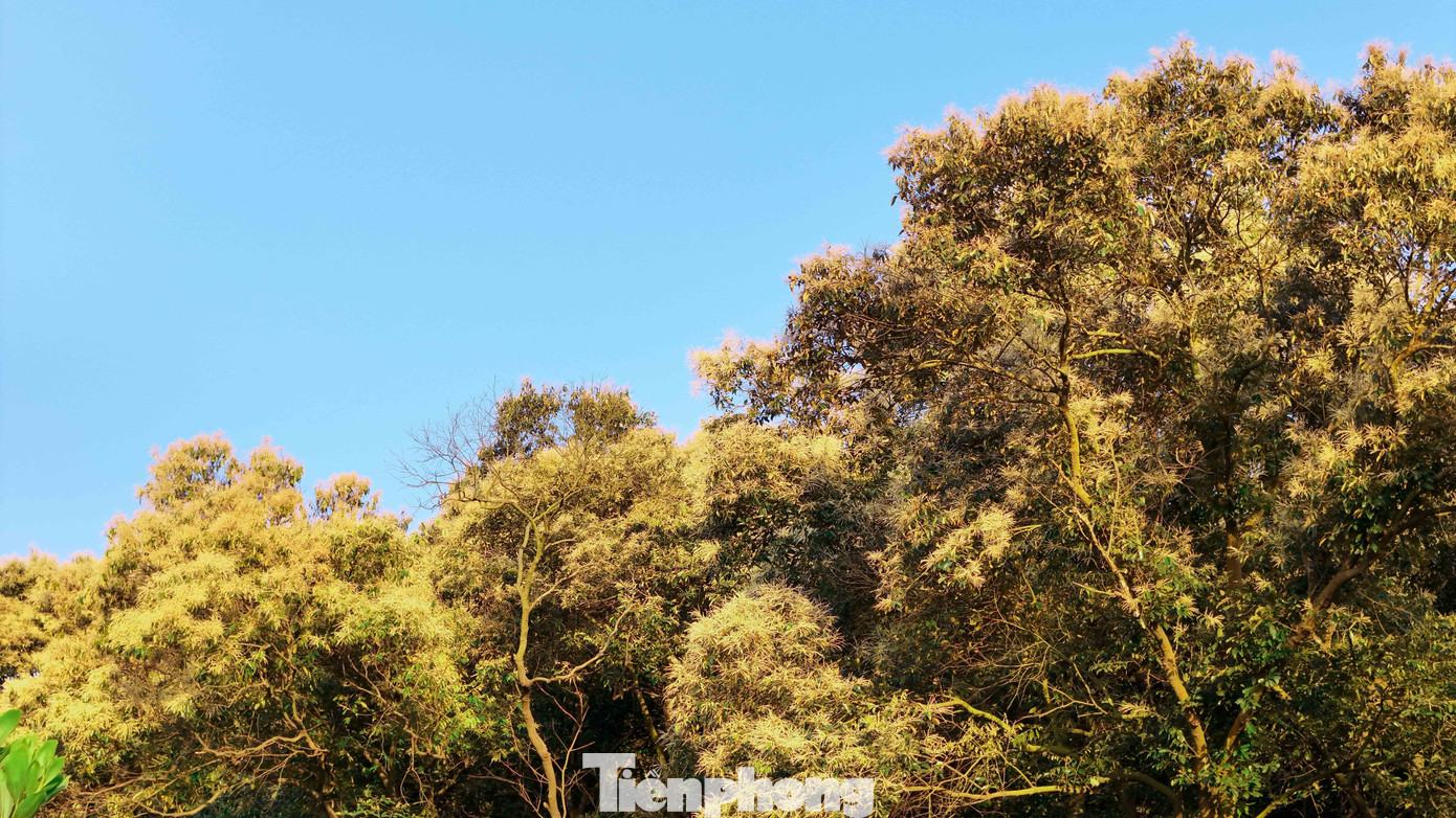 'Báu vật' của người Hải Phòng nở hoa trắng rừng- Ảnh 6.