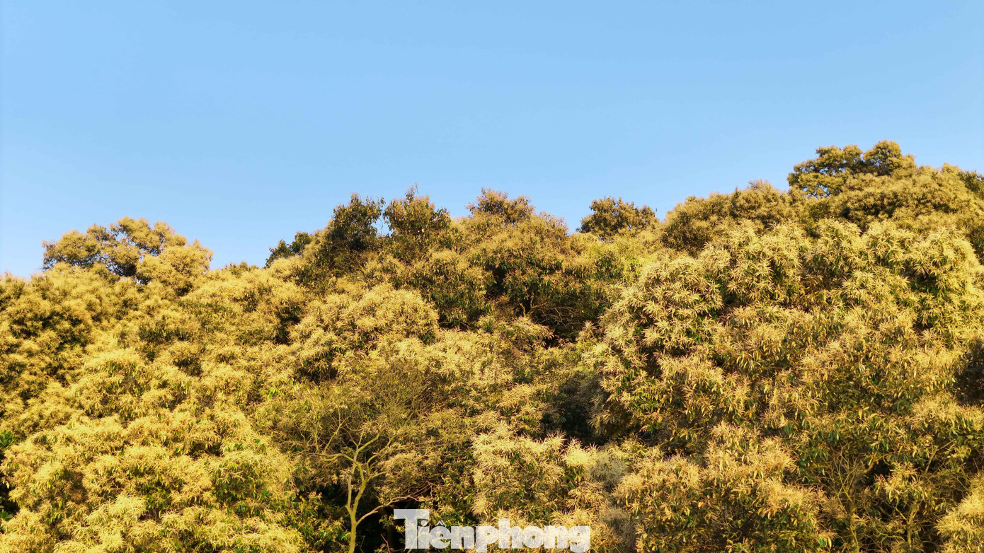 'Báu vật' của người Hải Phòng nở hoa trắng rừng- Ảnh 5.