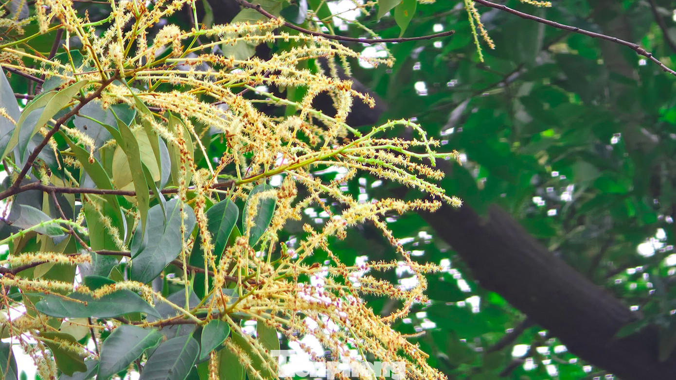 'Báu vật' của người Hải Phòng nở hoa trắng rừng- Ảnh 8.