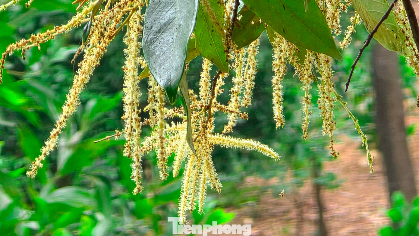 'Báu vật' của người Hải Phòng nở hoa trắng rừng- Ảnh 9.