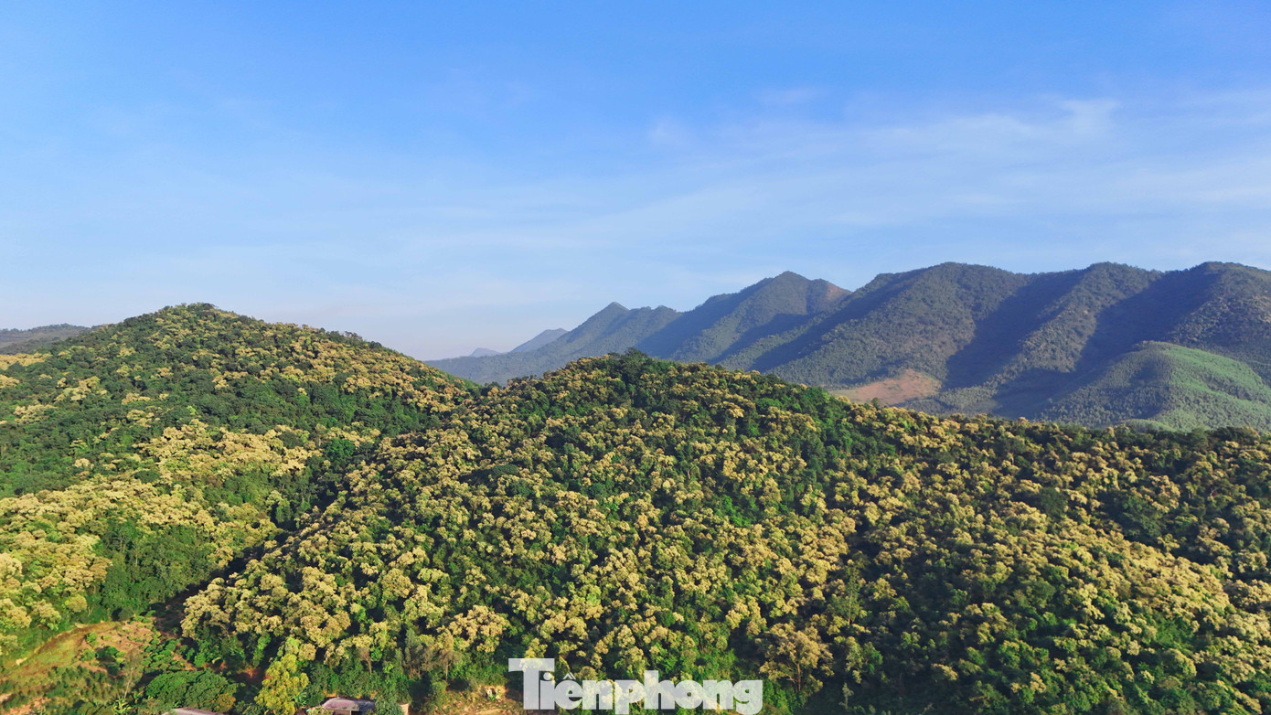 'Báu vật' của người Hải Phòng nở hoa trắng rừng- Ảnh 16.