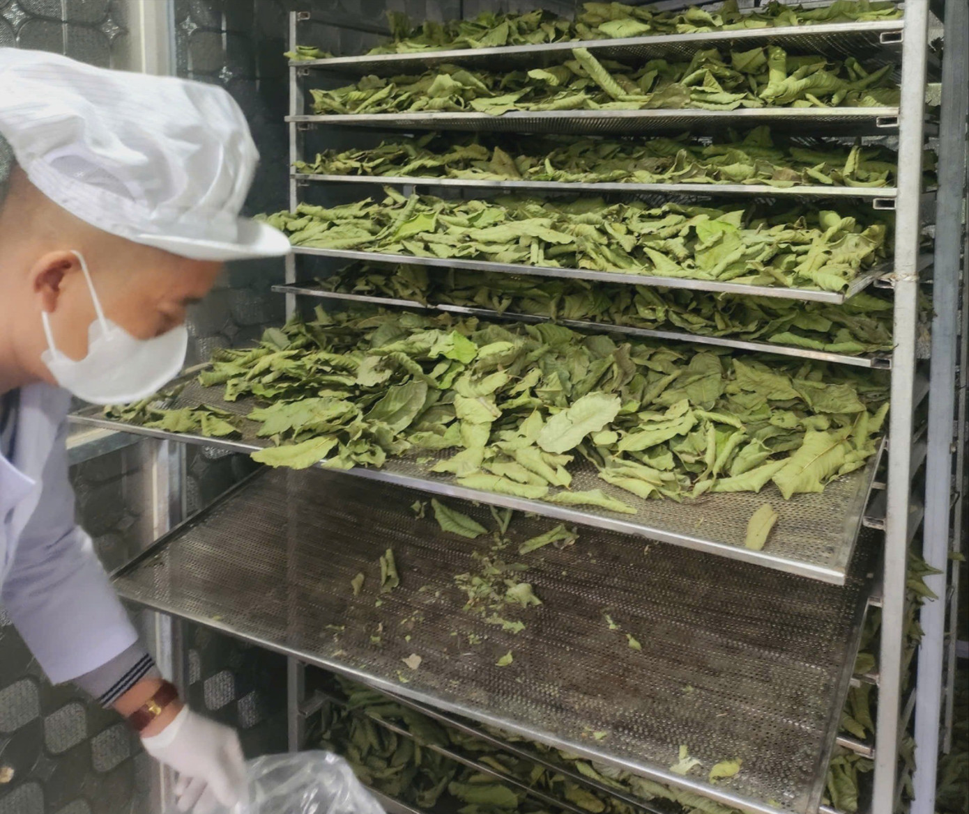 'Cô chủ nhỏ' làm giàu từ ... lá ổi- Ảnh 1.