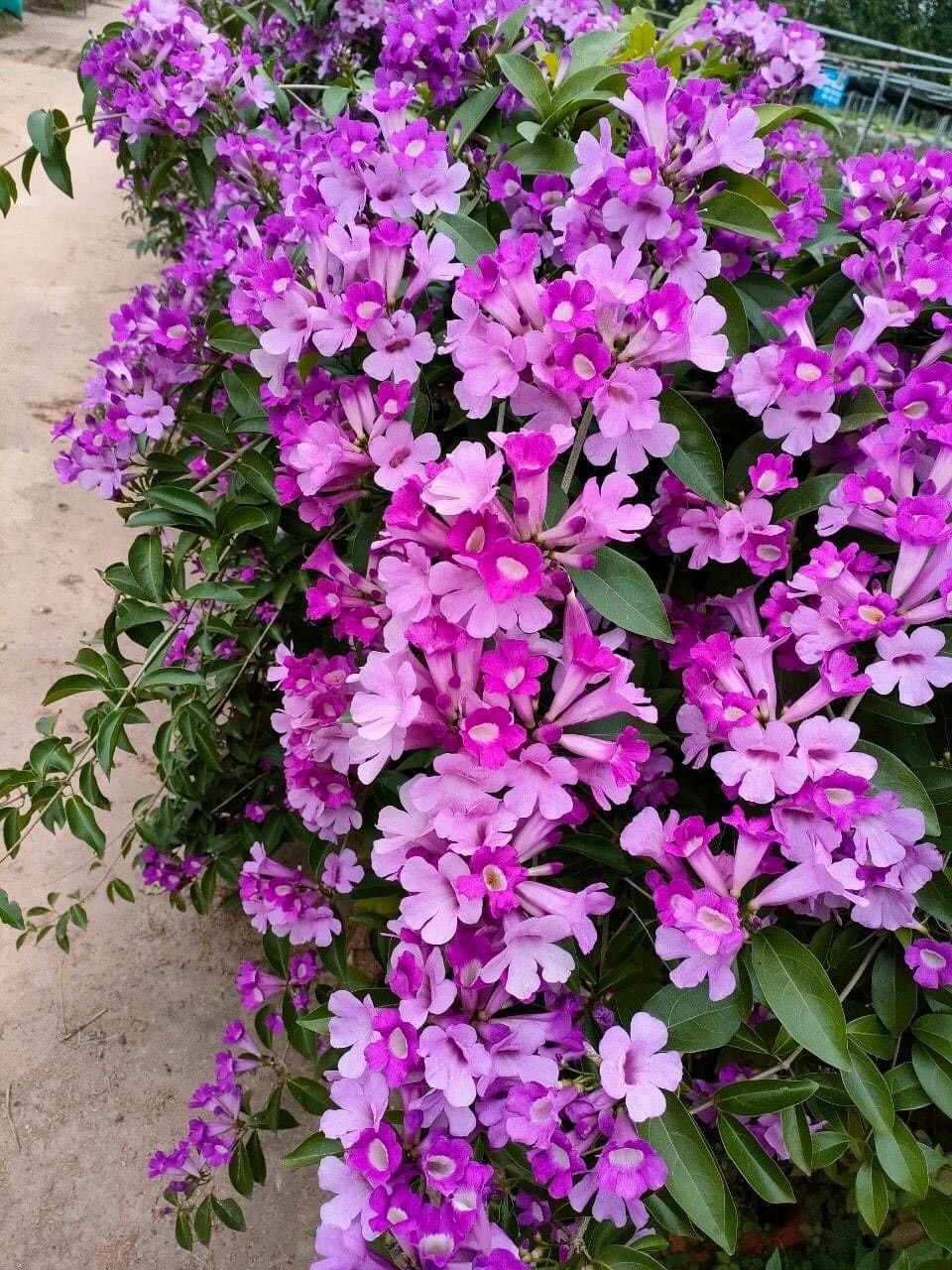 6 cây khiến rắn sợ đến mức tránh xa- Ảnh 5.