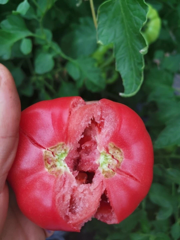 Mua rau mùa đông, 5 loại nhìn đẹp nhưng “trời cho cũng đừng lấy”, vừa ít dinh dưỡng, lại có nguy cơ hại sức khỏe- Ảnh 3. Mua rau mùa đông, 5 loại nhìn đẹp nhưng “trời cho cũng đừng lấy”, vừa ít dinh dưỡng, lại có nguy cơ hại sức khỏe- Ảnh 3.