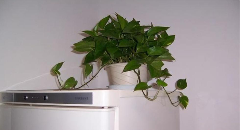 5 vị trí KHÔNG NÊN trồng cây trong nhà kẻo xui xẻo tìm đến, rước họa vào thân- Ảnh 1. 5 vị trí KHÔNG NÊN trồng cây trong nhà kẻo xui xẻo tìm đến, rước họa vào thân- Ảnh 1.