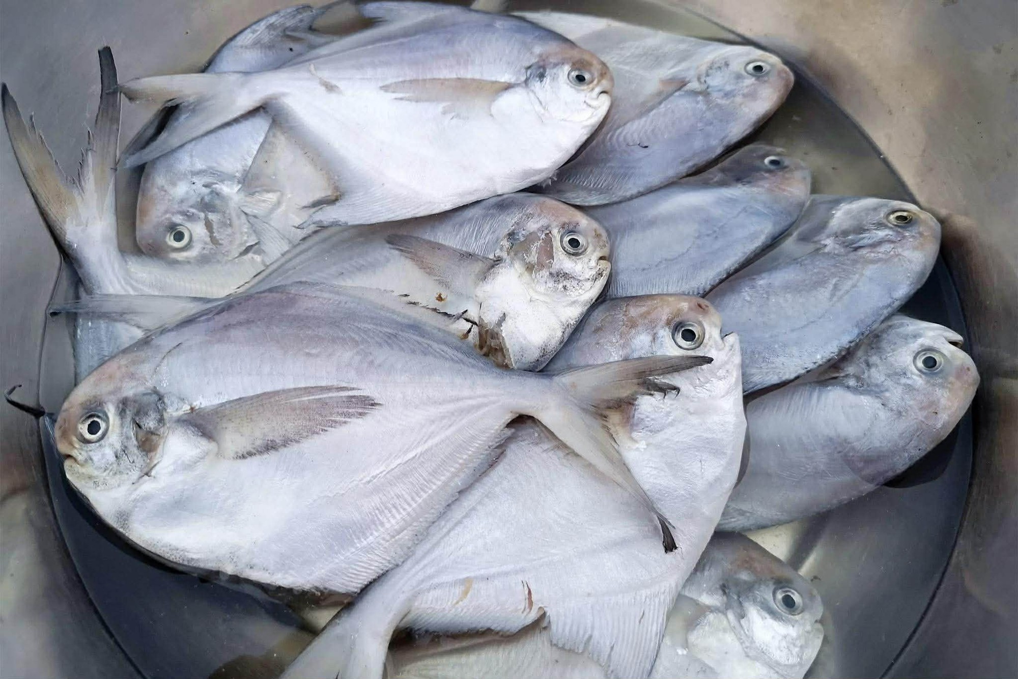 4 loại cá ngon nhất lúc này dùng nấu 4 món ăn cực thỏa mãn vị giác lại tốt để bồi bổ sức khỏe- Ảnh 15.