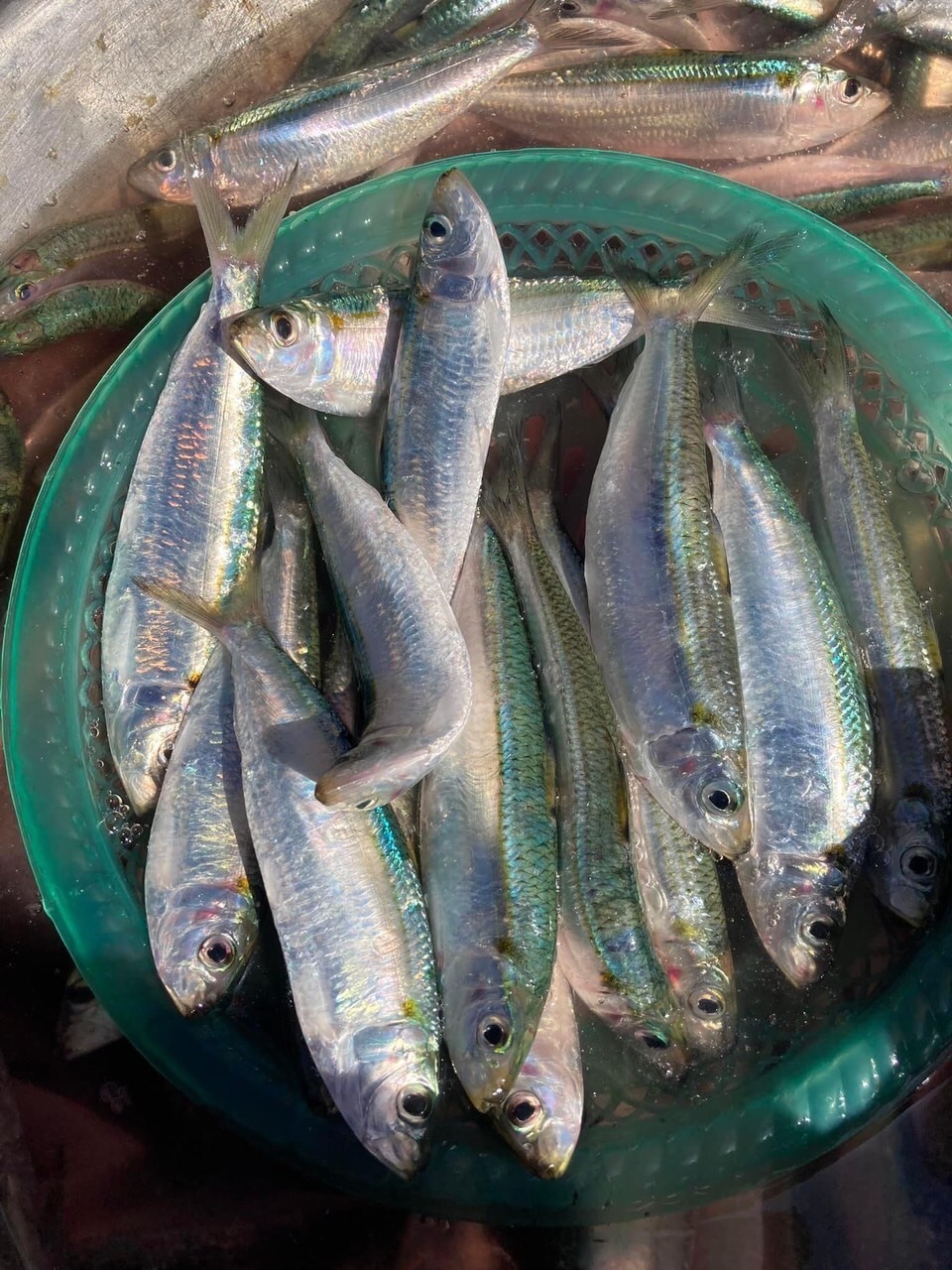 6 loại cá ít 6 loại cá ít