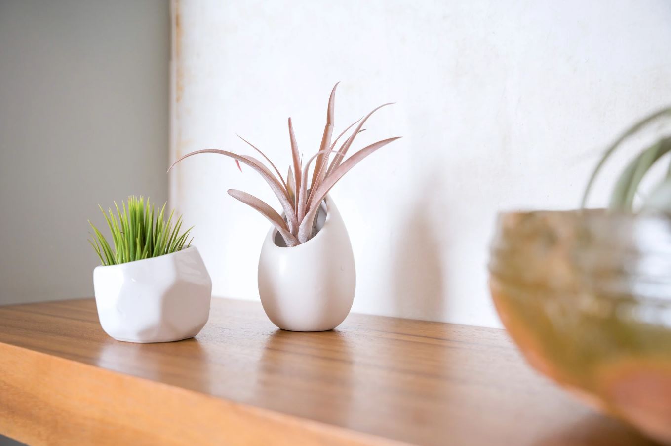 6 loại cây hợp trồng văn phòng nhất- Ảnh 6. 6 loại cây hợp trồng văn phòng nhất- Ảnh 6.