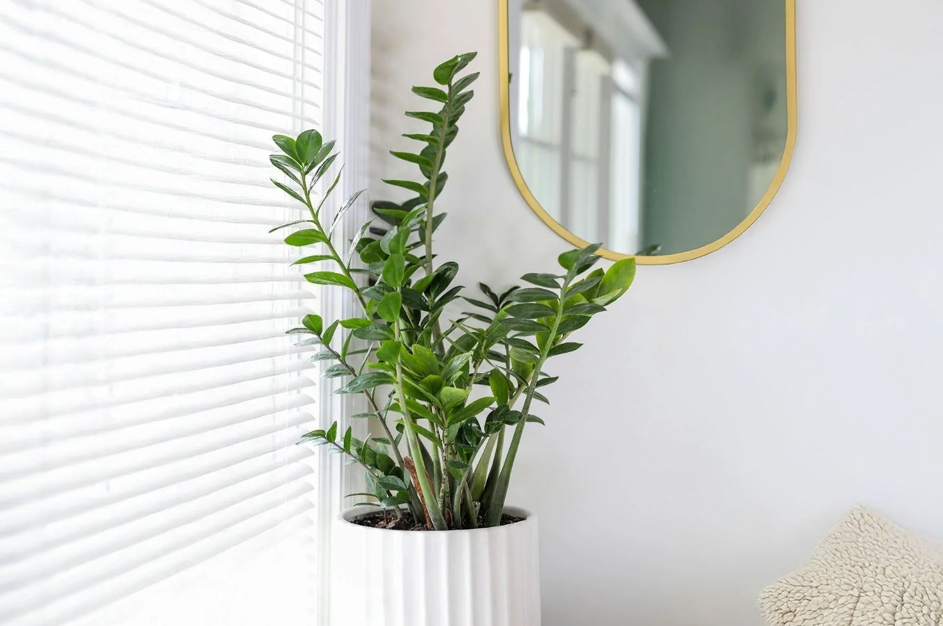 6 loại cây hợp trồng văn phòng nhất- Ảnh 2. 6 loại cây hợp trồng văn phòng nhất- Ảnh 2.