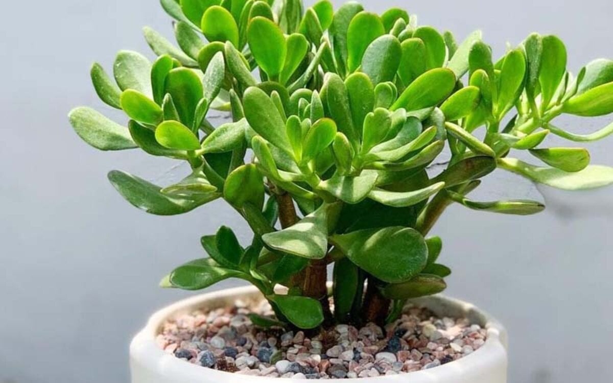 5 loại cây lọc không khí "gọi lộc" cho năm mới: Đơn giản nhưng hiệu quả rõ rệt- Ảnh 2.