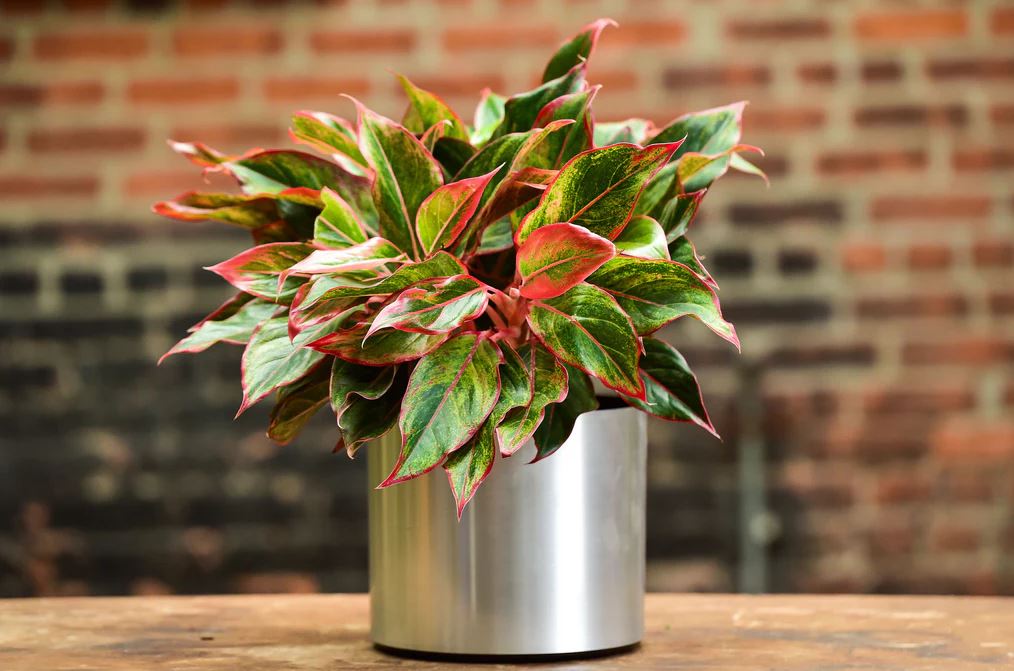 6 loại cây hợp trồng văn phòng nhất- Ảnh 3. 6 loại cây hợp trồng văn phòng nhất- Ảnh 3.