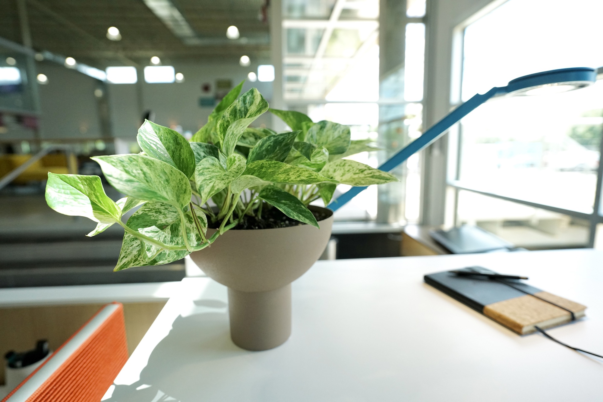 6 loại cây hợp trồng văn phòng nhất- Ảnh 1. 6 loại cây hợp trồng văn phòng nhất- Ảnh 1.