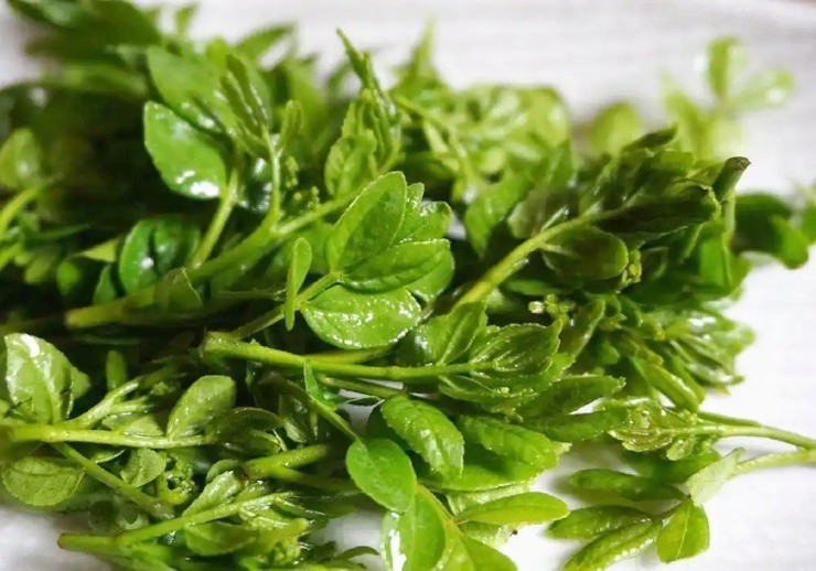 Cây xưa chỉ trồng lấy quả, nay ngắt lá non đem bán cũng ra tiền- Ảnh 1.