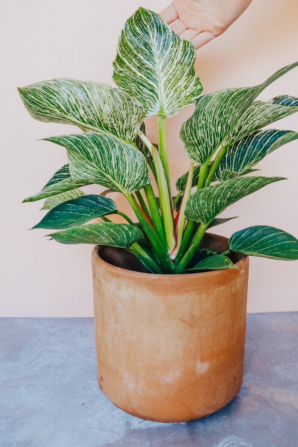 Ông bà dặn: 5 loại cây đặt đúng vị trí là thành “máy hút tài lộc” cho gia đình- Ảnh 7. Ông bà dặn: 5 loại cây đặt đúng vị trí là thành “máy hút tài lộc” cho gia đình- Ảnh 7.