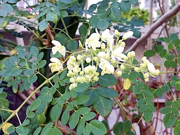 "Đặc sản xanh" từ cây dại mọc bờ bụi, được săn lùng bởi hương vị và giá trị dinh dưỡng cao- Ảnh 2.