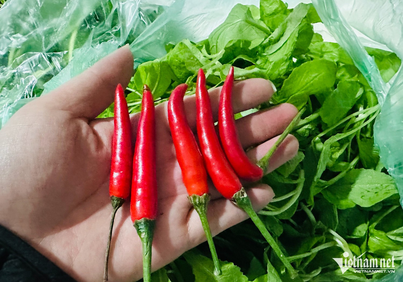 Cà chua tăng giá kỷ lục tại chợ Hà Nội: 85.000 đồng/kg vẫn bán sạch, bà nội trợ 'choáng váng'- Ảnh 2.