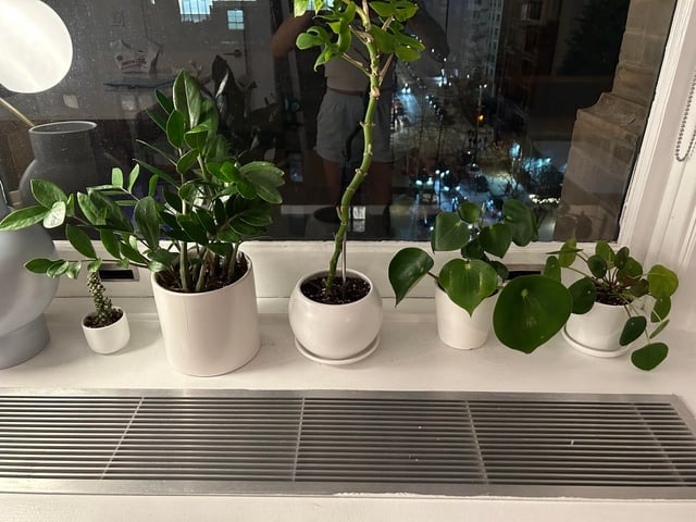 5 vị trí KHÔNG NÊN trồng cây trong nhà kẻo xui xẻo tìm đến, rước họa vào thân- Ảnh 2. 5 vị trí KHÔNG NÊN trồng cây trong nhà kẻo xui xẻo tìm đến, rước họa vào thân- Ảnh 2.